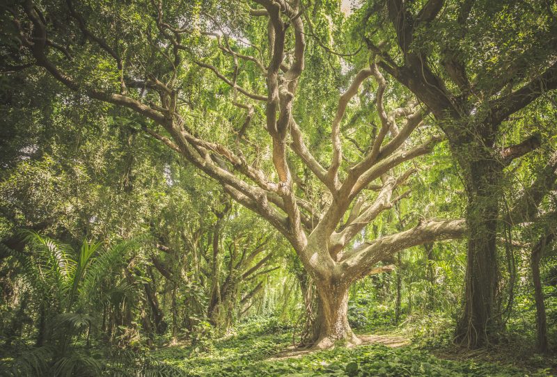 El árbol que no sabía quién era - Ipsimed