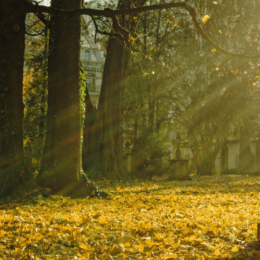 Un paisaje natural otoñal con hojas caídas, tonos dorados y marrones, y rayos de luz del sol atravesando la escena.